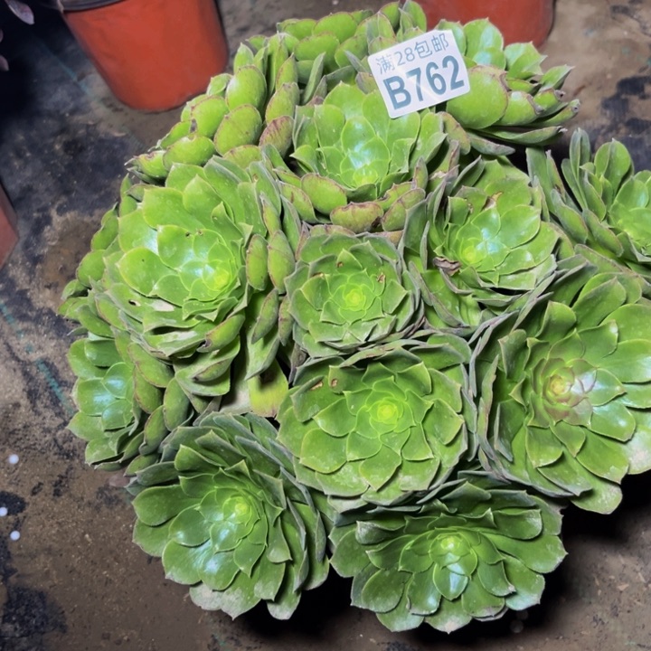 762多肉植物一物一拍