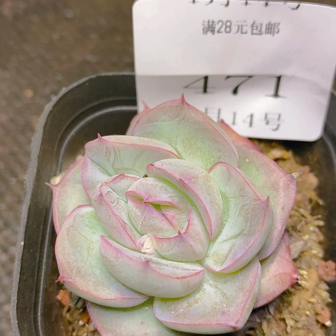 【闪购商品】云474