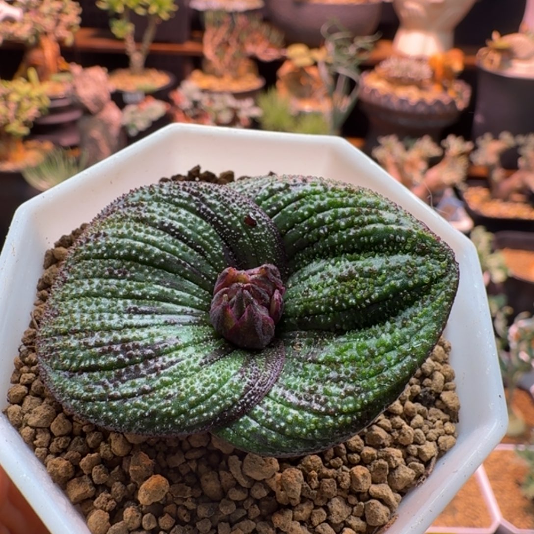 紫镜997 仙人球仙人球