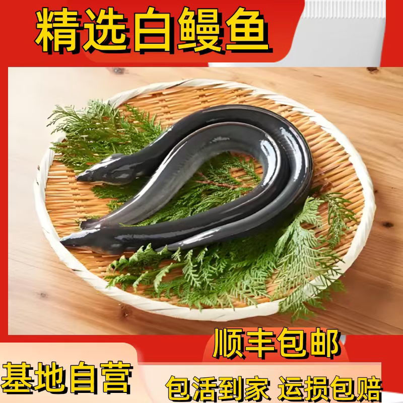 优质白鳗鱼20-40公分水族活体