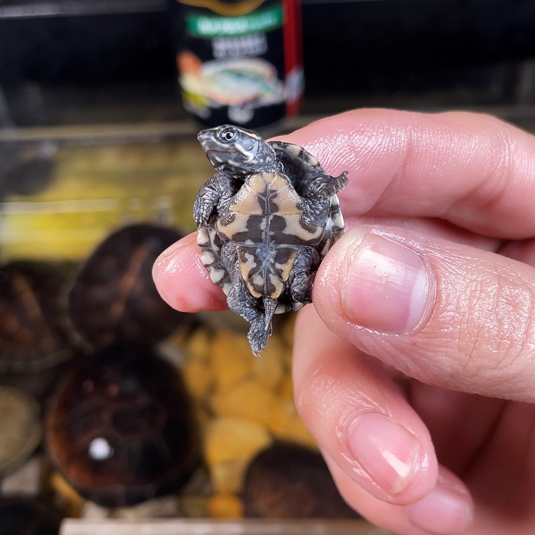 给***鹏绿毛龟母点点滴滴点点滴滴