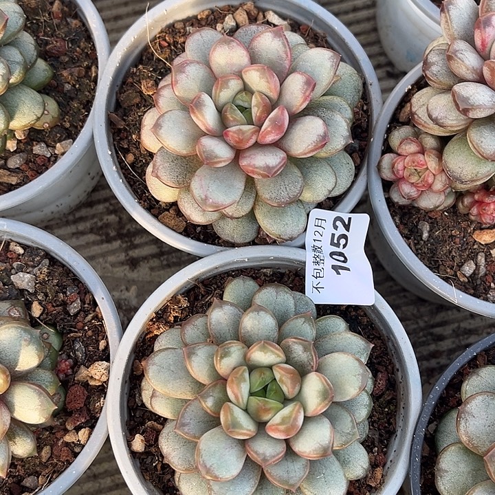 阿雅园艺。     1052葡萄两颗