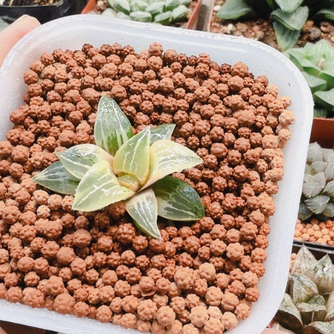 ༄***࿐无花朵十二卷糊班酒吞童子锦