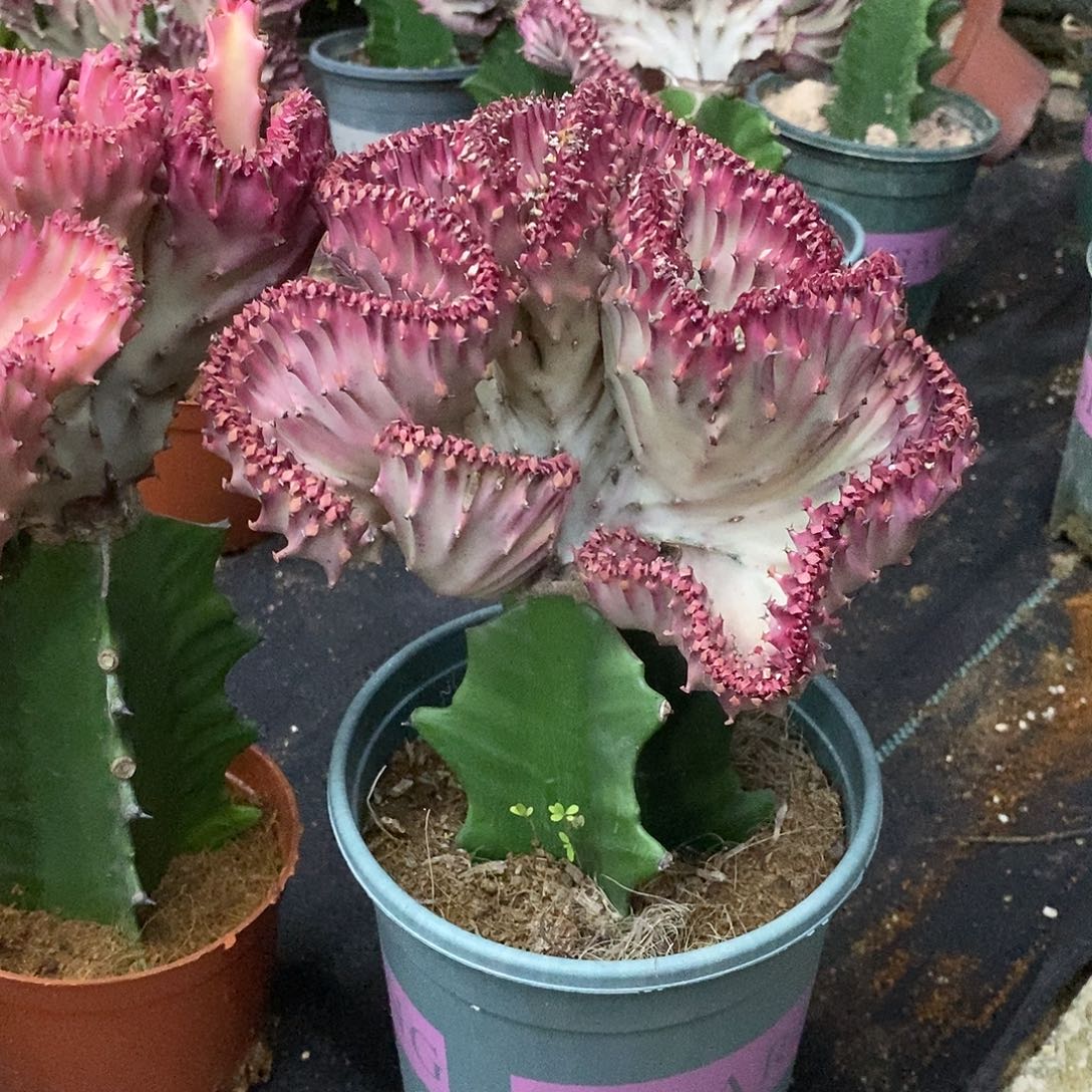 鸡血红麒麟一物一拍