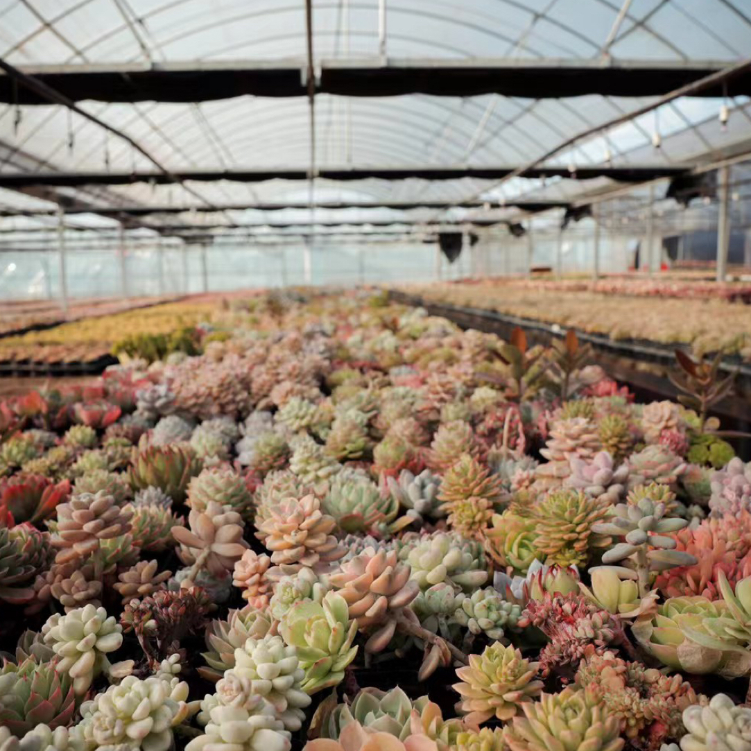 一土花园一物一拍32