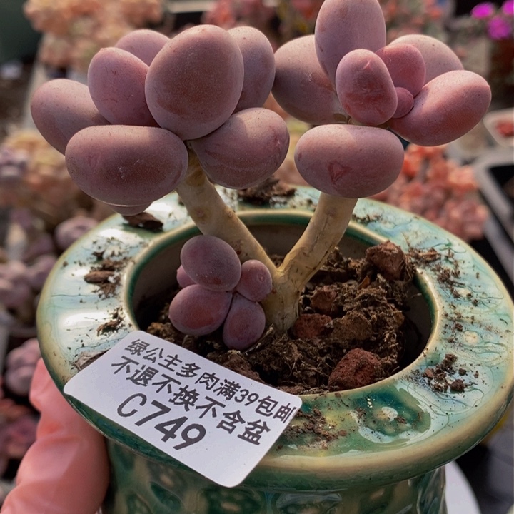 彩虹奶老桩749多肉植物