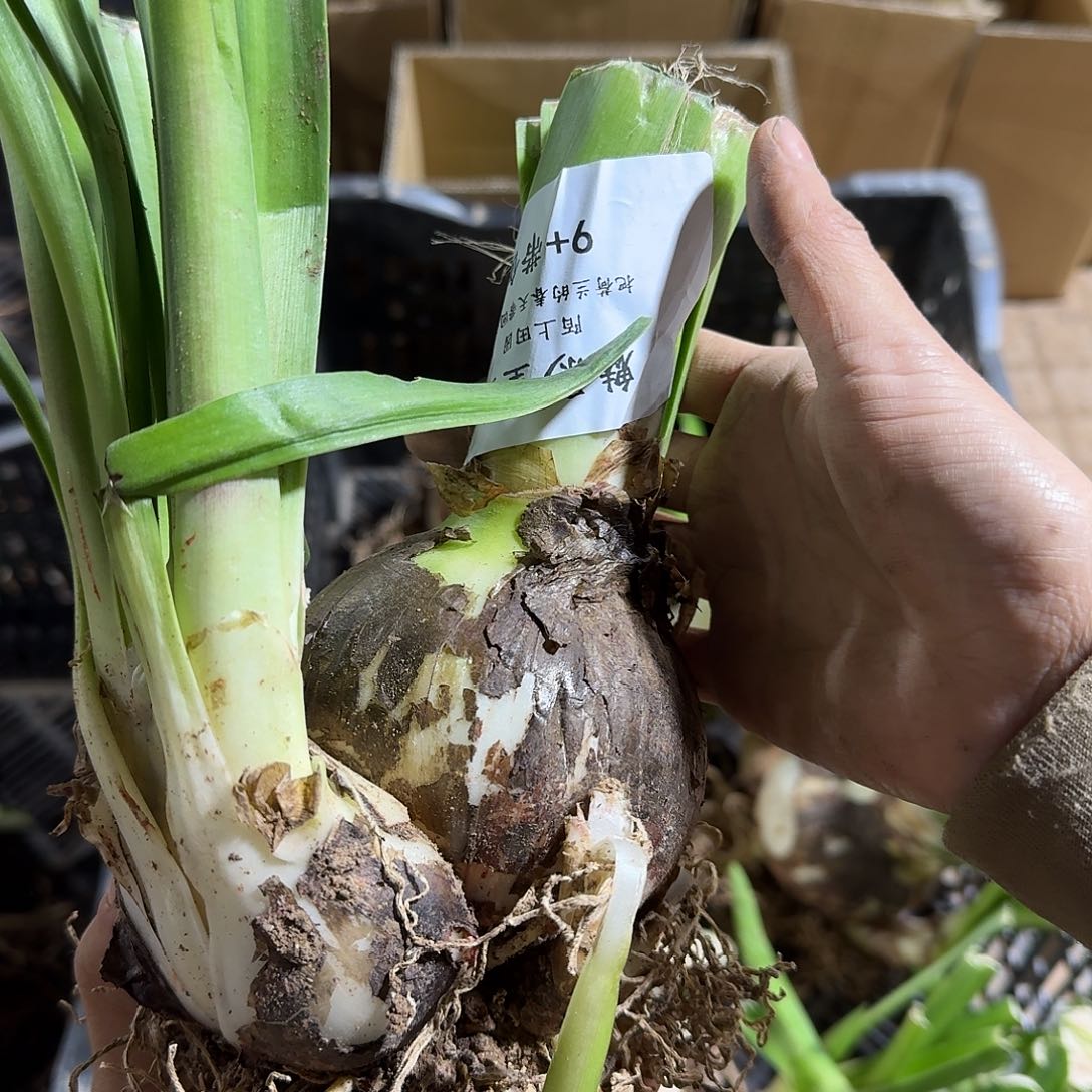 魅影重重9+带侧开花球