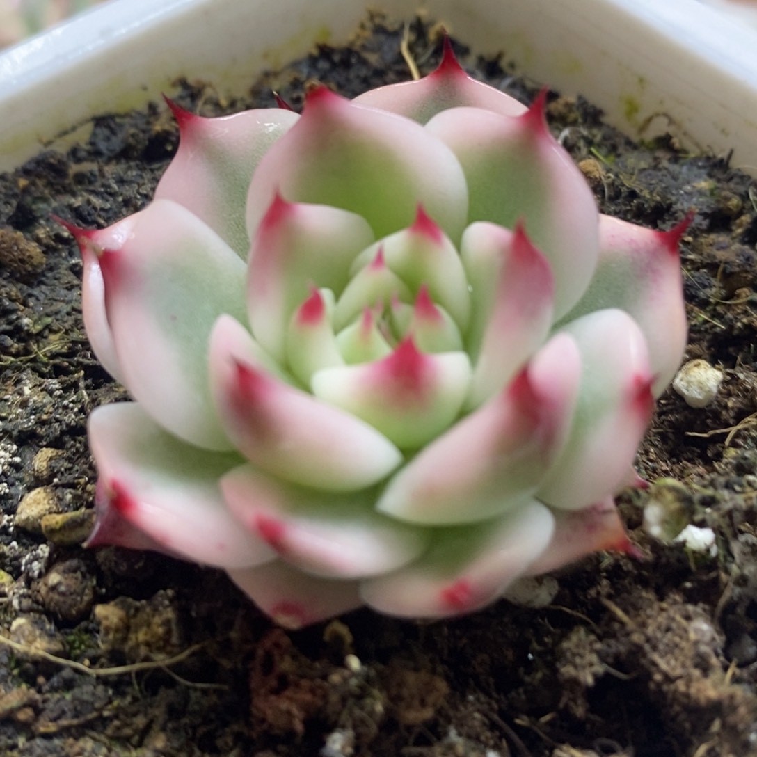 吉娃娃锦 多肉植物