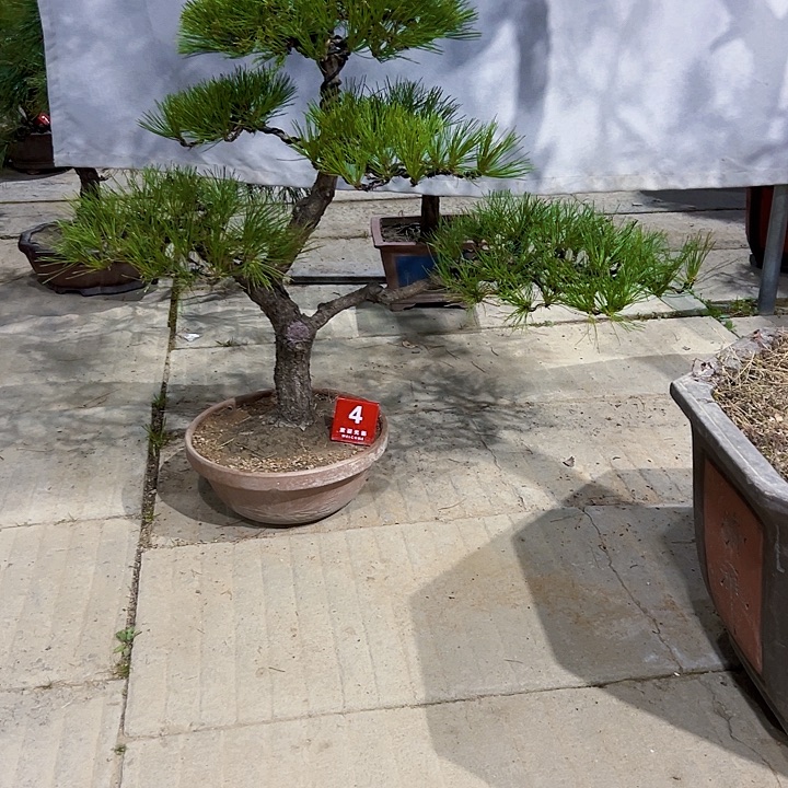 无花朵黑松盆景一颗