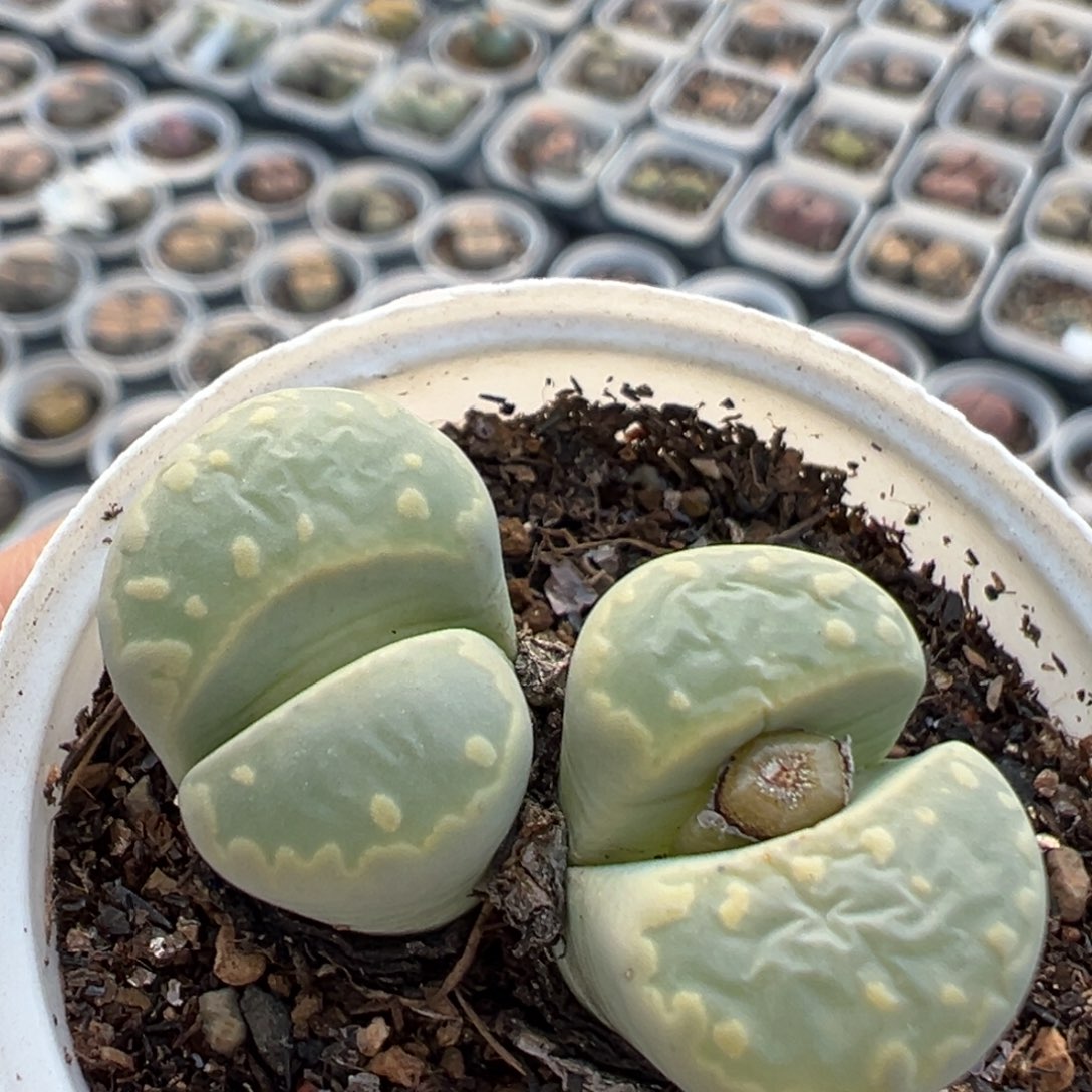 36多肉植物百科植物