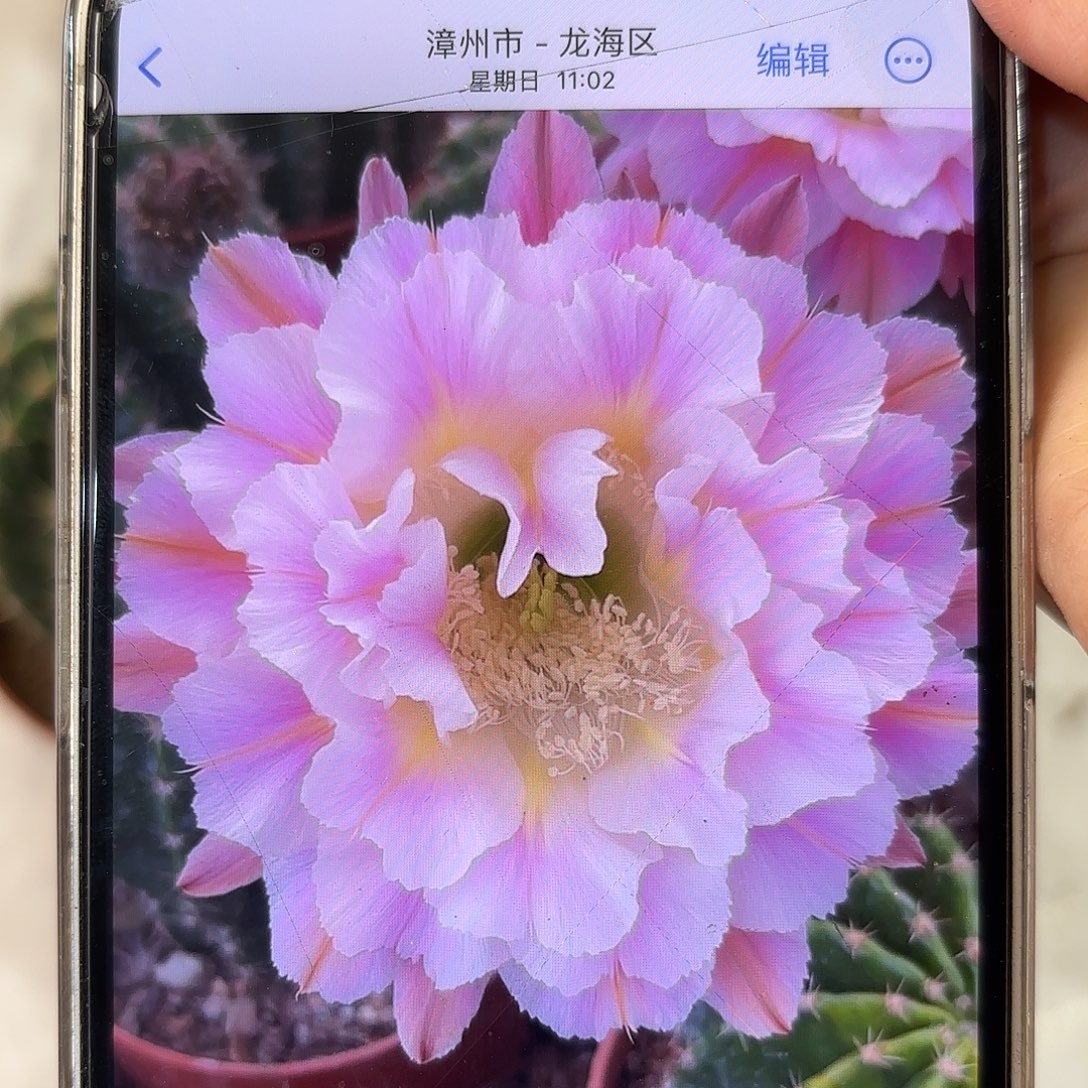 彩草紫霞仙子8公分左右