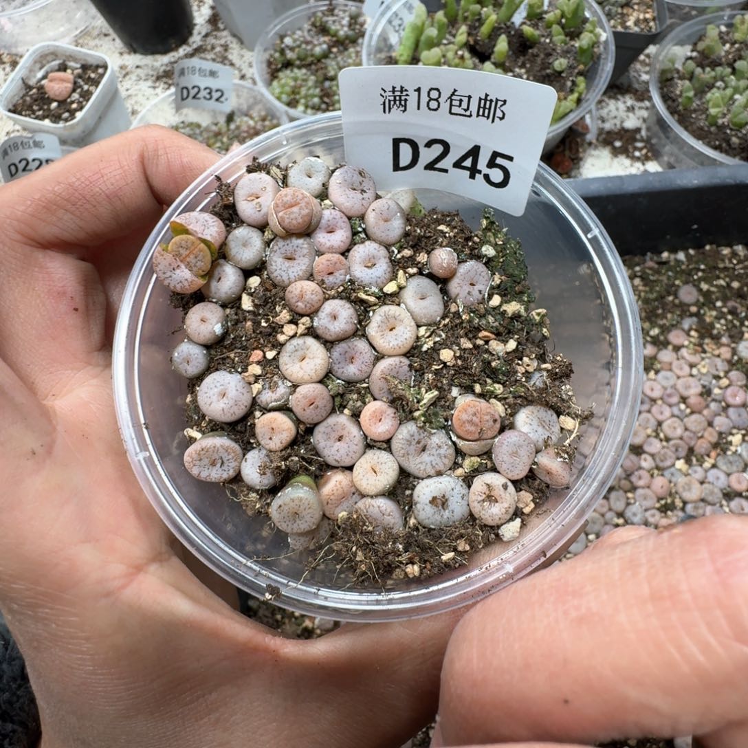 D245。C309A小拿头一盒。好东西