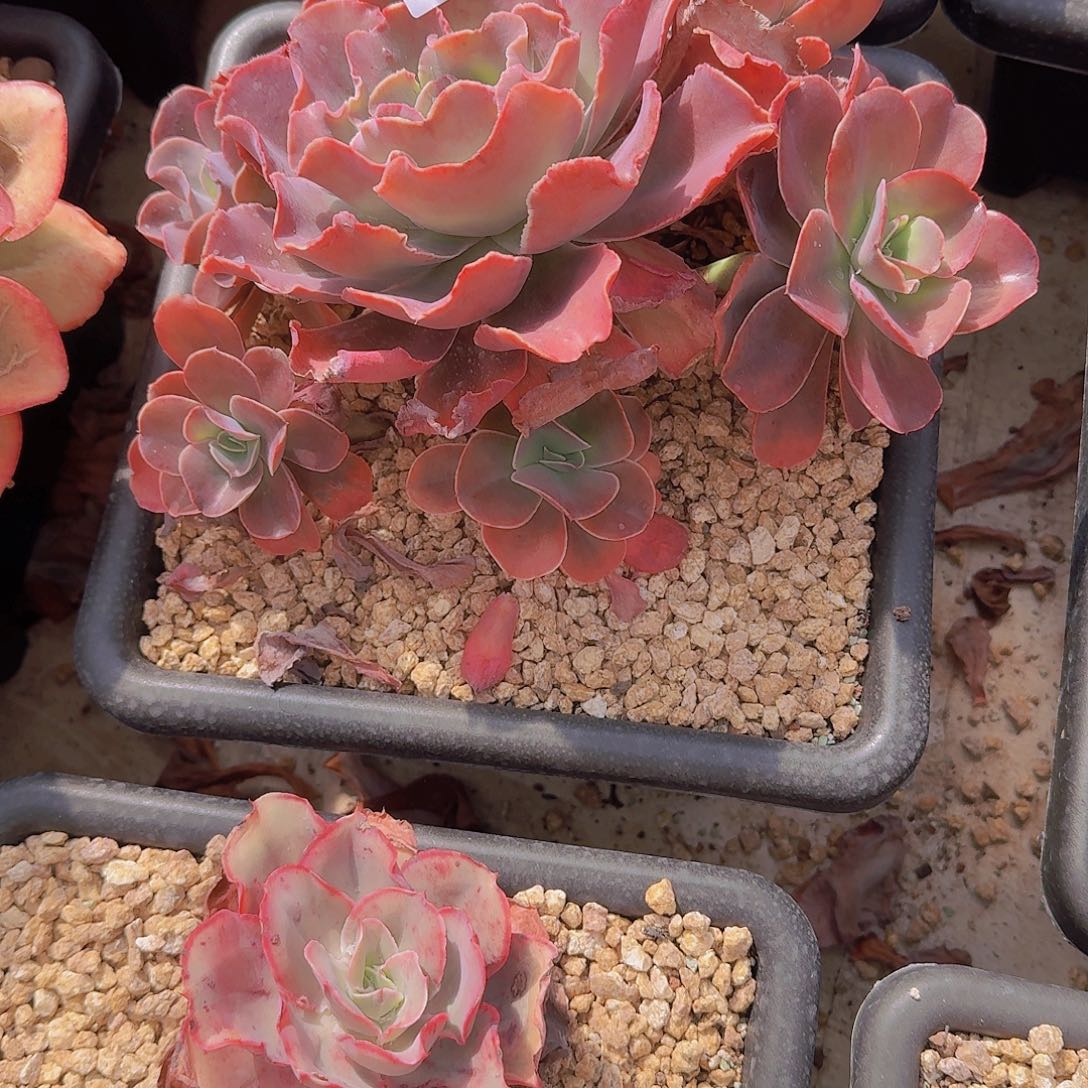 三**丽2362杂交多肉植物