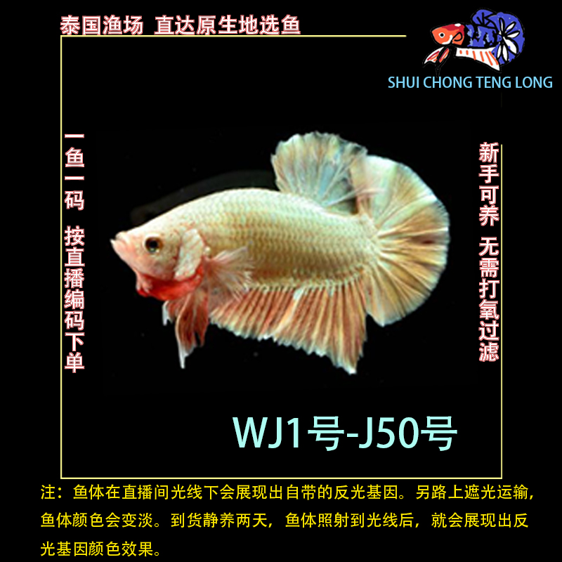 水宠腾隆WJ1-50号泰国斗鱼半月将军狮王马尾热带观赏鱼新手可养