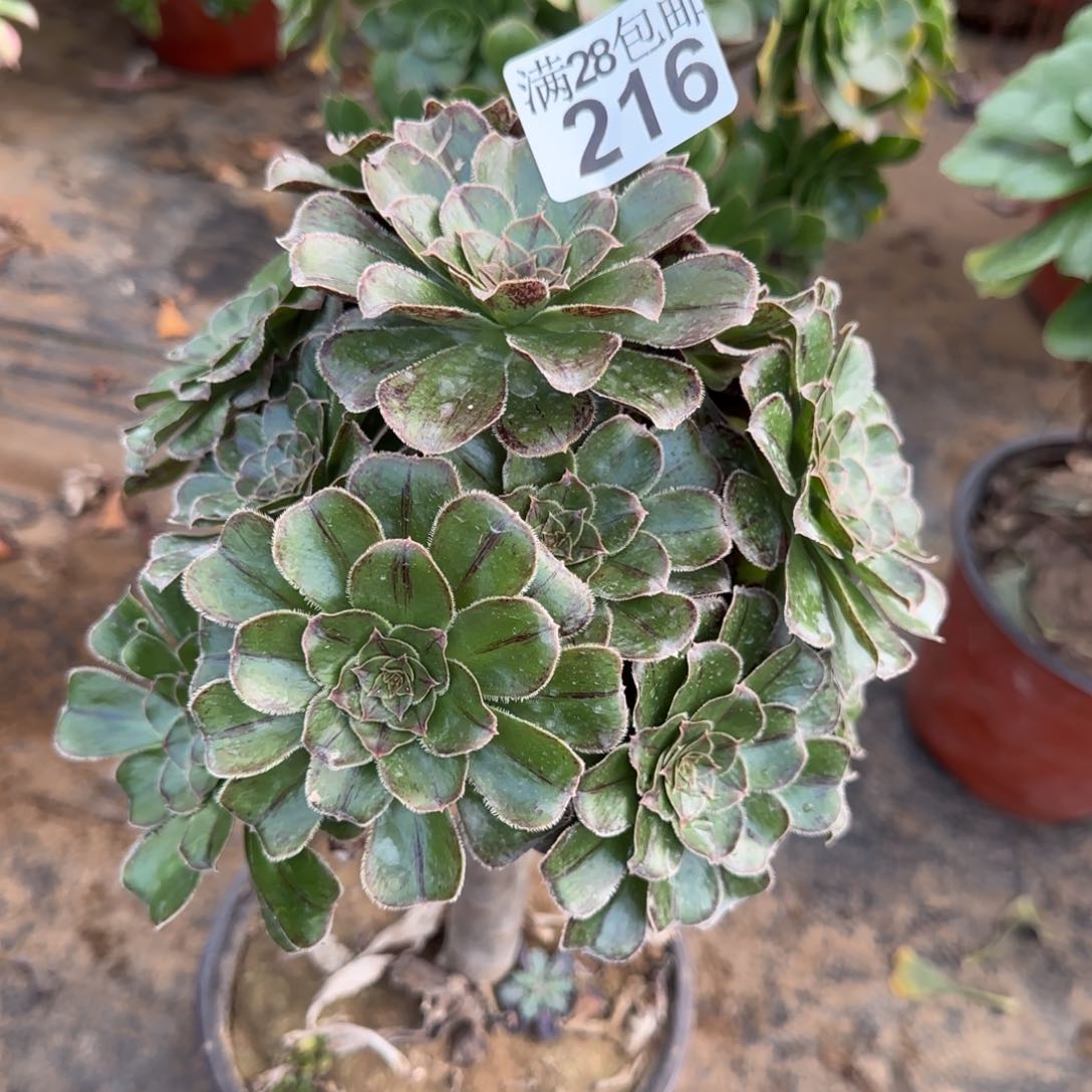 拉丝锦多肉216满28包邮断枝不包