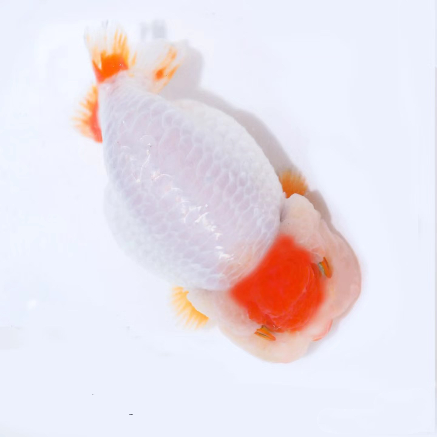 兰寿泰狮玛丽活体精选金鱼观赏鱼