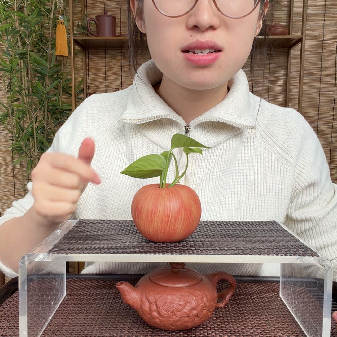 紫砂茶壶苹果水培
