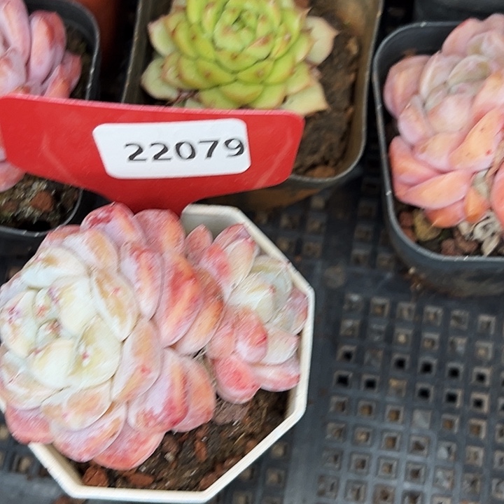 历***师糖心。   22079号。  