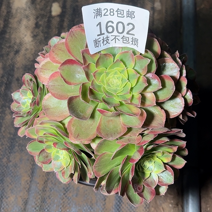 1602奶白多肉植物