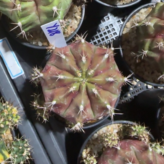 218-0122葡萄泰国发货多肉