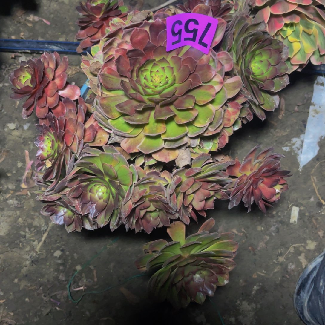 七彩万圣节14-//////46包邮