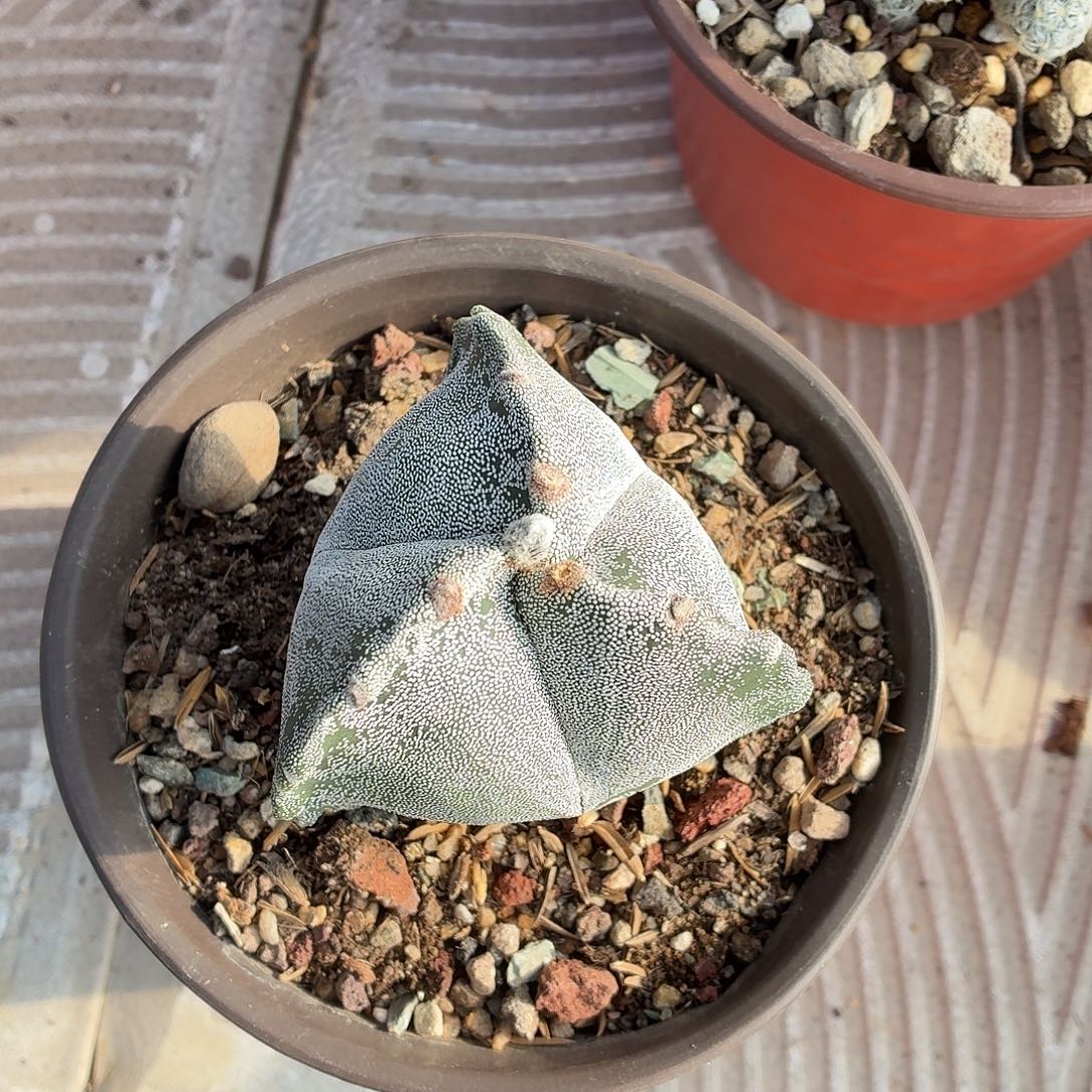 伪***戈无花朵银沙鸾！！！！！！