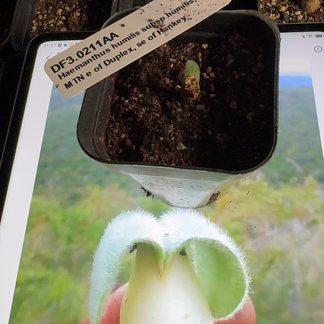 白花毛叶血莲带盆发约0.7cm