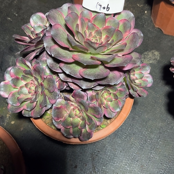 魅锦多肉植物保护专业1906