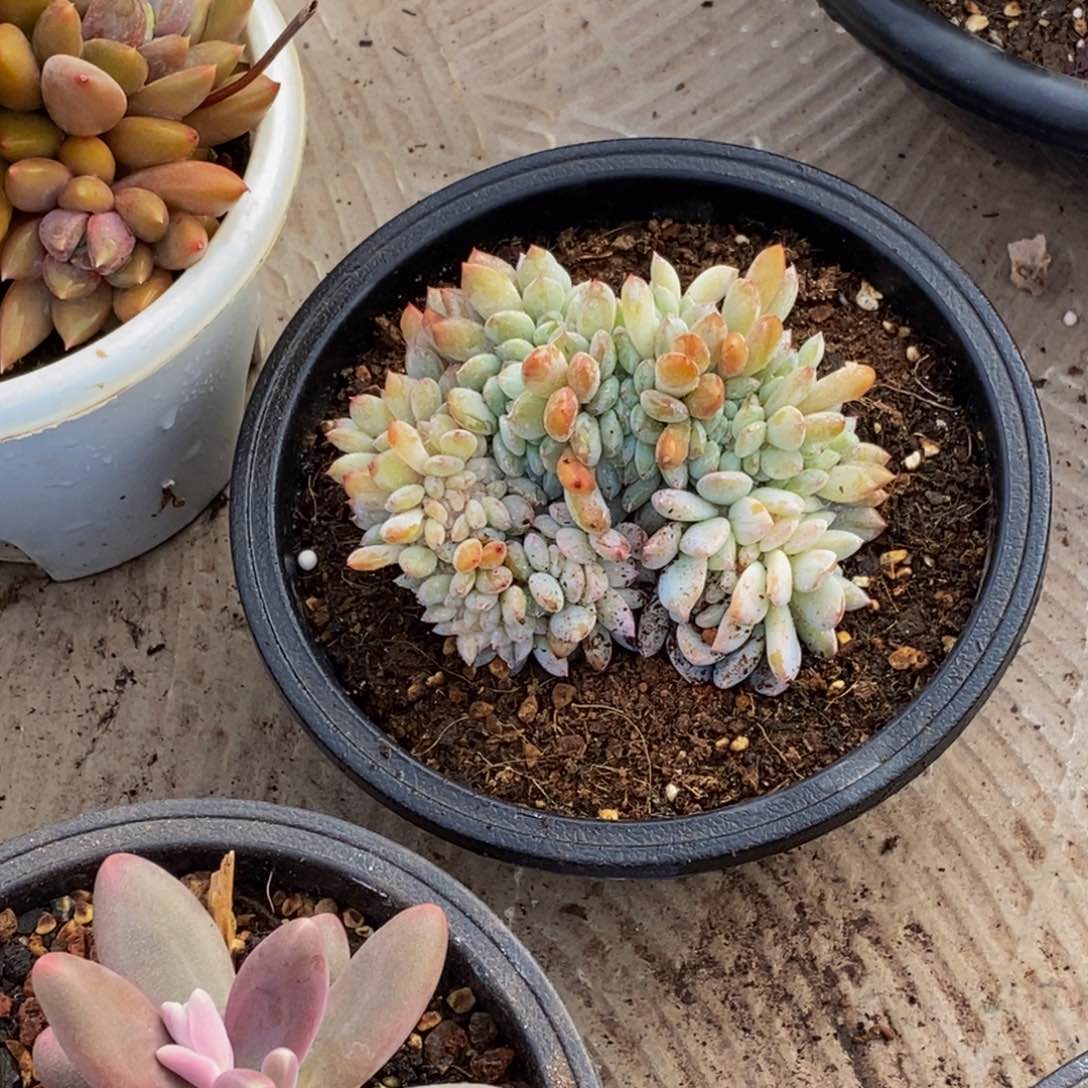 小*鱼48包邮一物一拍多肉植物