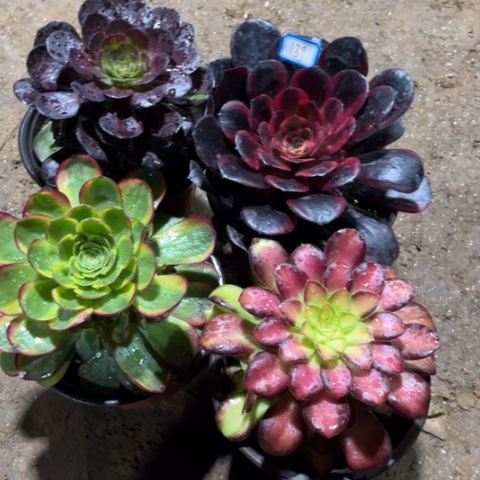 139多肉植物组合