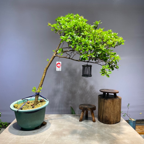 海岛栀子花熟桩盆景盆栽夜来香都美竹46号茶室室内老桩盆栽精品