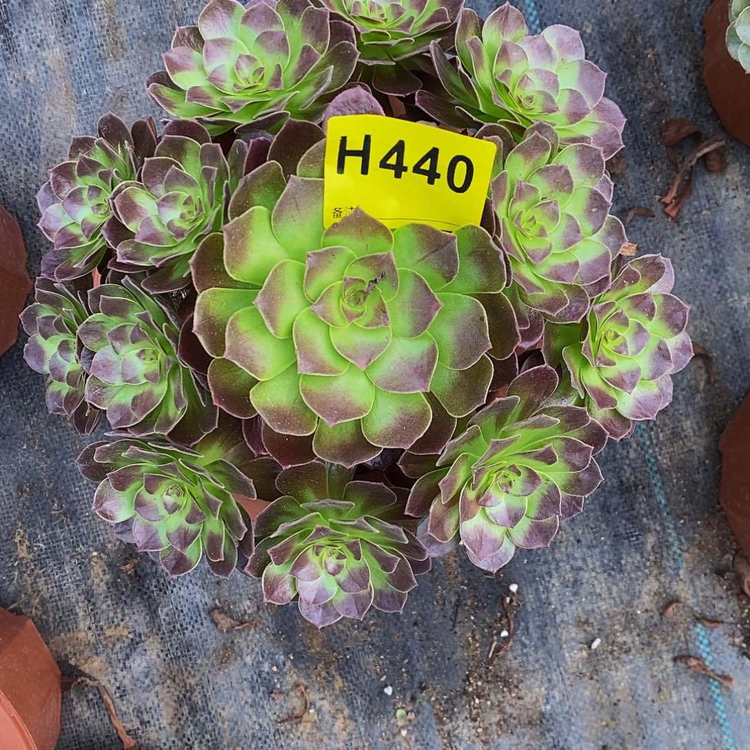 440赤焰莲4444444444