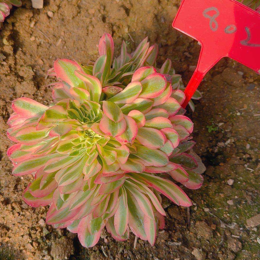 820粉女郎缀化多肉哦哦