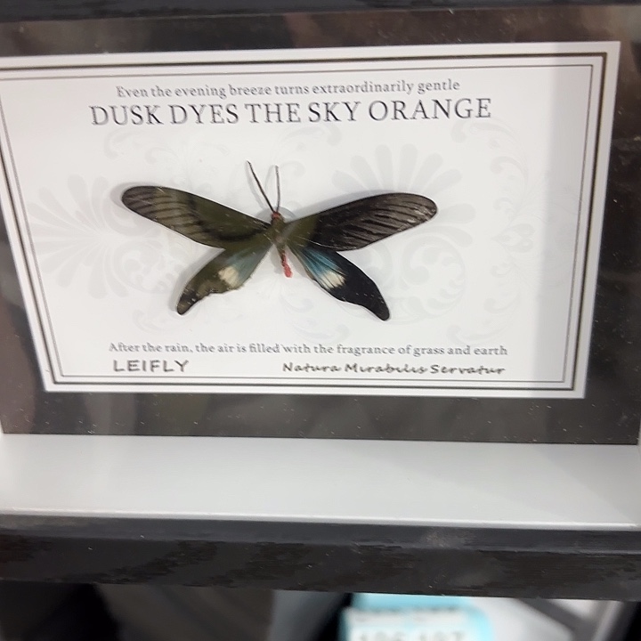 七寸新背景x形蛾子