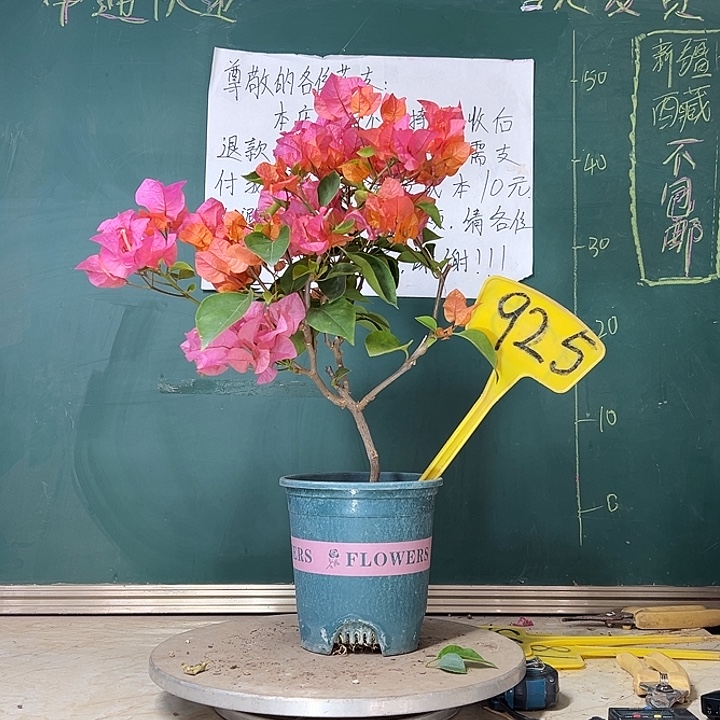 当前无花栽培后可以开花波伊斯玫瑰925