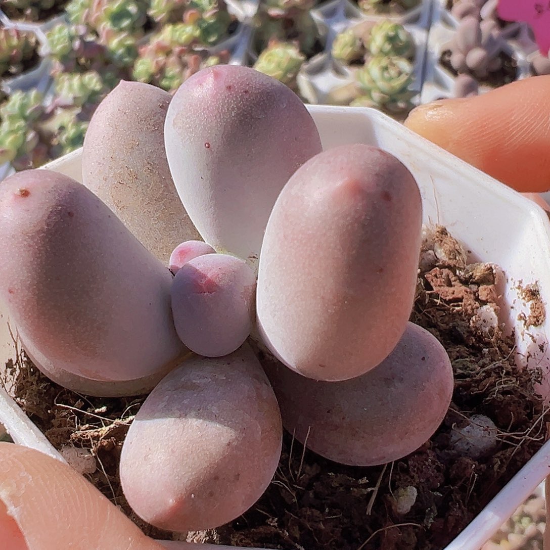 米可奶19包邮多肉植物