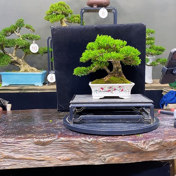 无花朵黄杨盆景四季常青