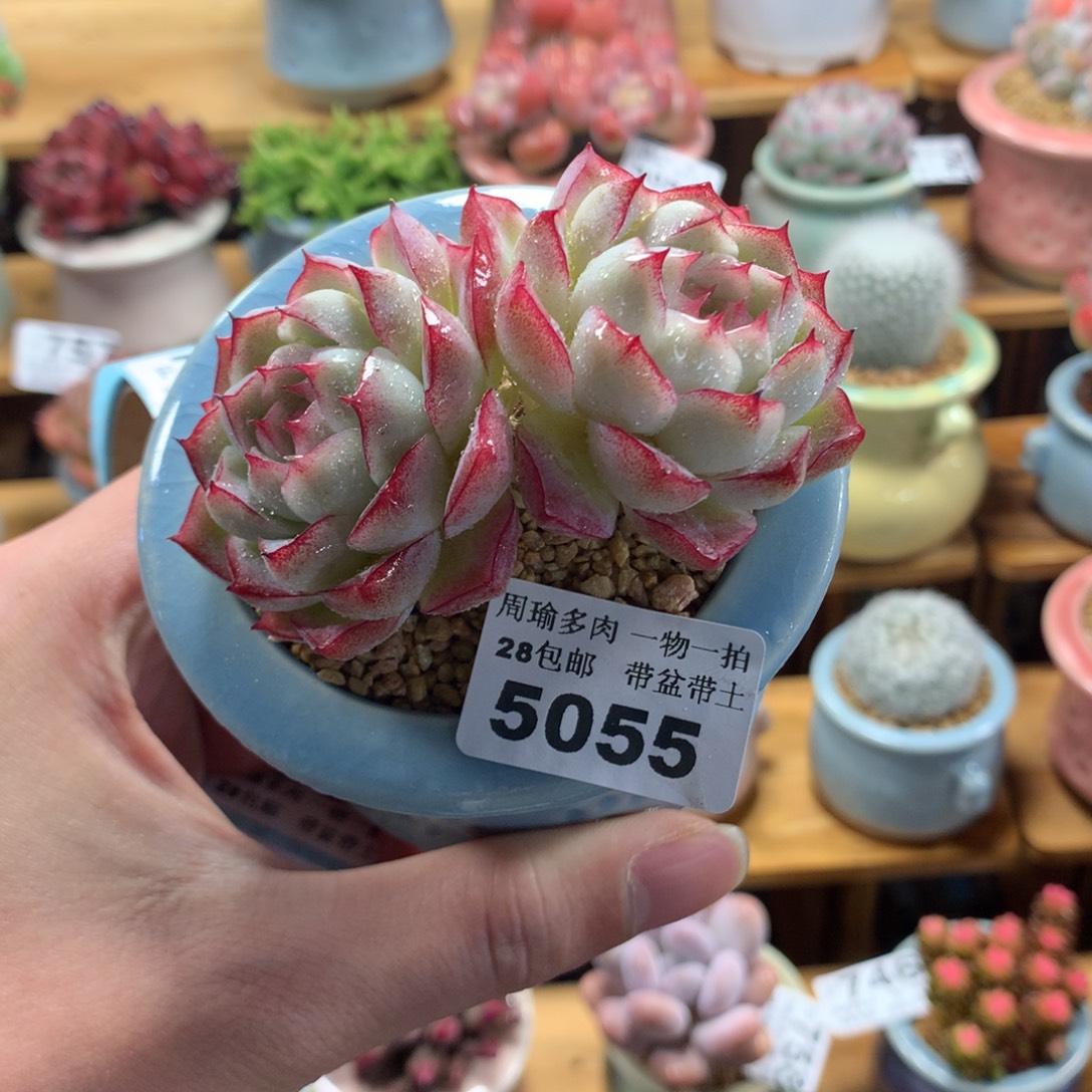 5厘米盆精控多肉5055