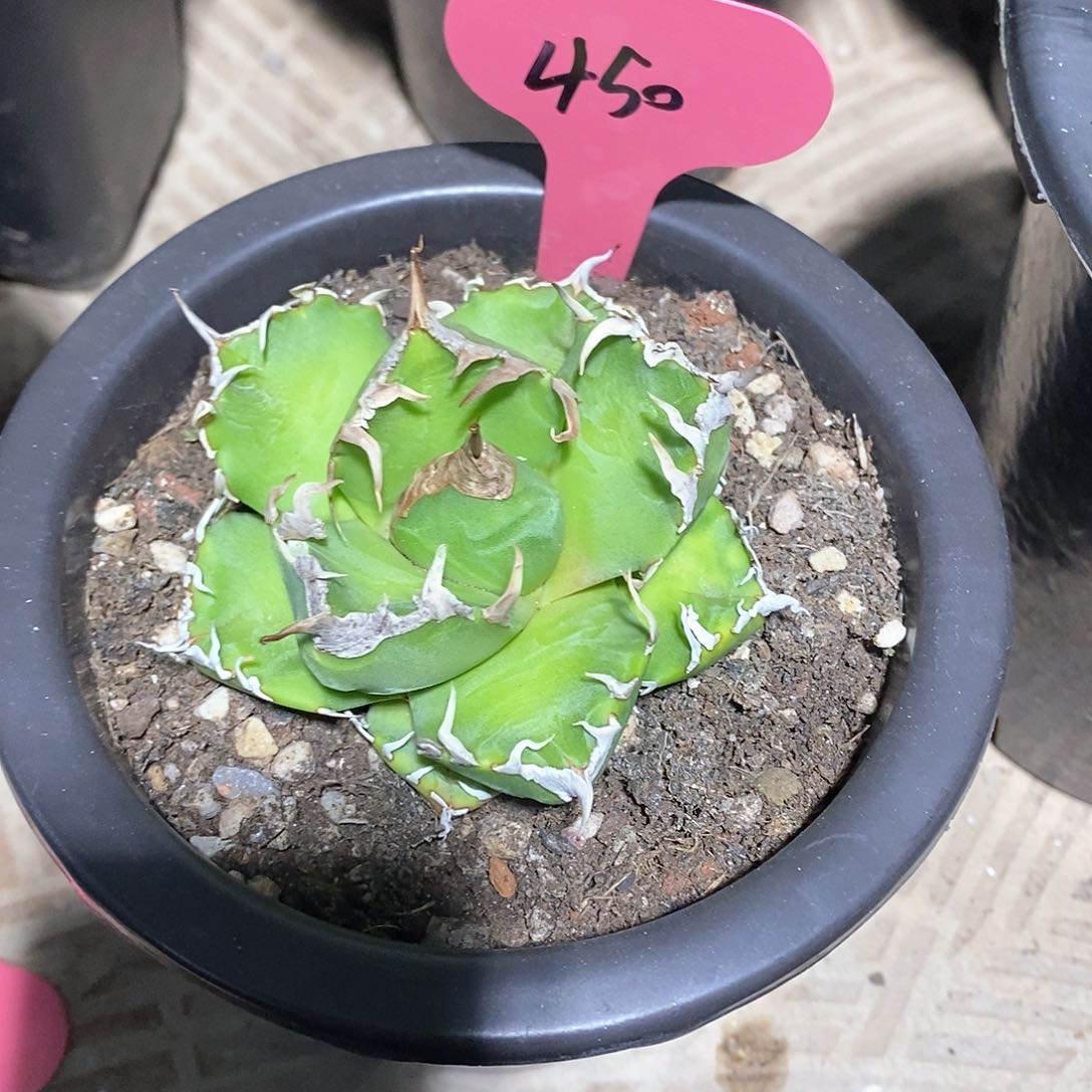 多肉植物龙蛇兰植物