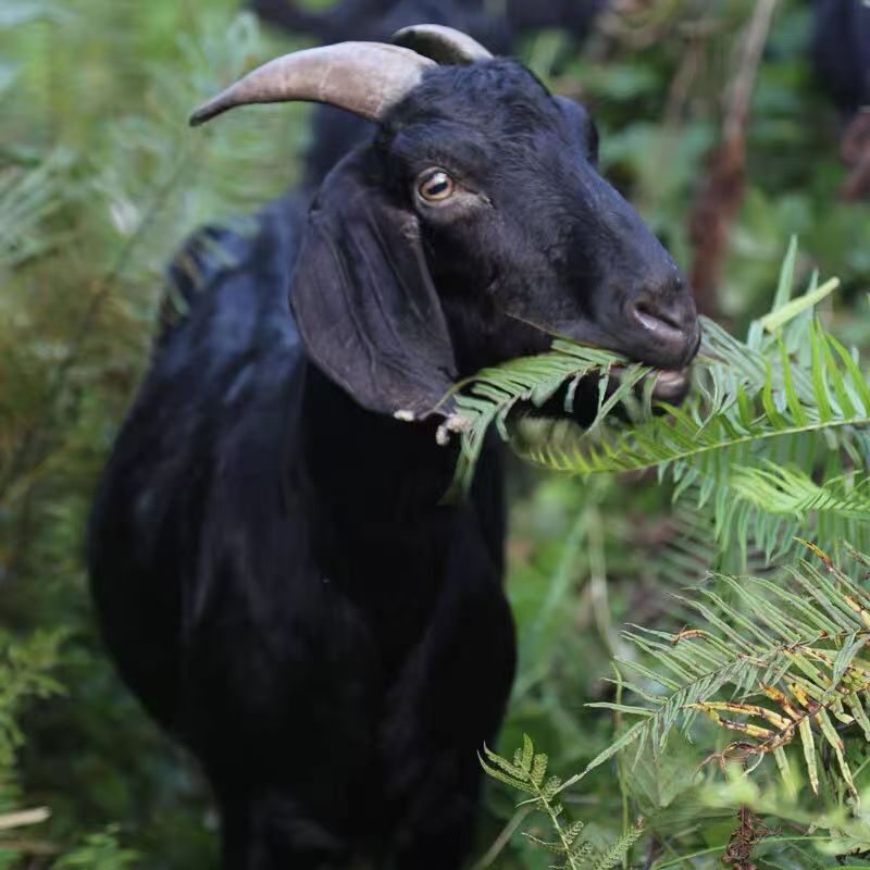 广西黑山羊 现杀羊头
