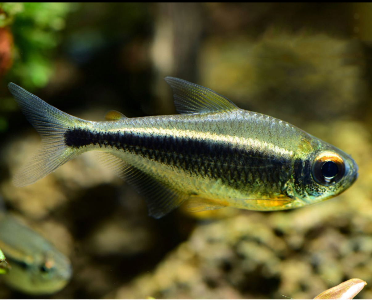 水灵灯，灯鱼观赏鱼热带鱼，包损不包邮。