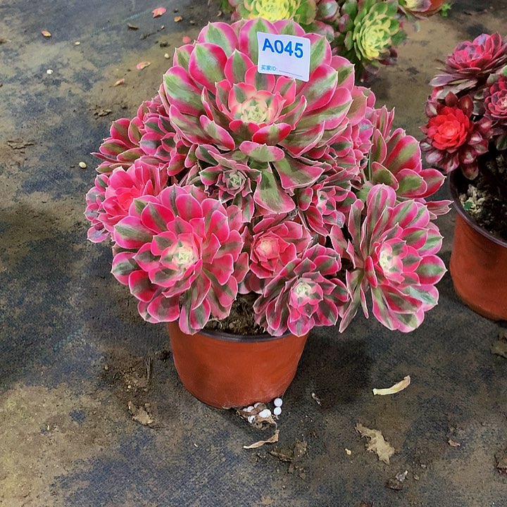 多肉粉女巫04500