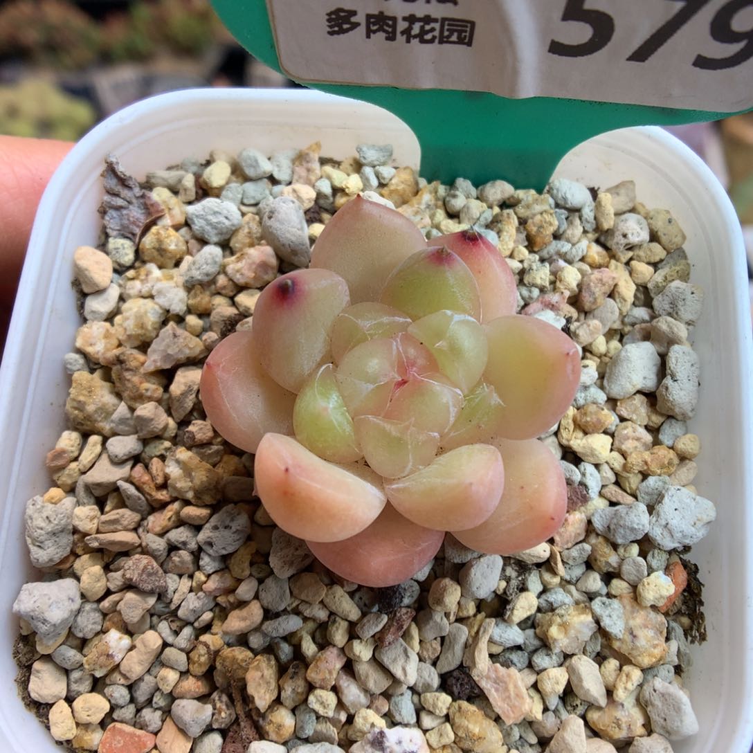 579钻石珍妮多肉植物