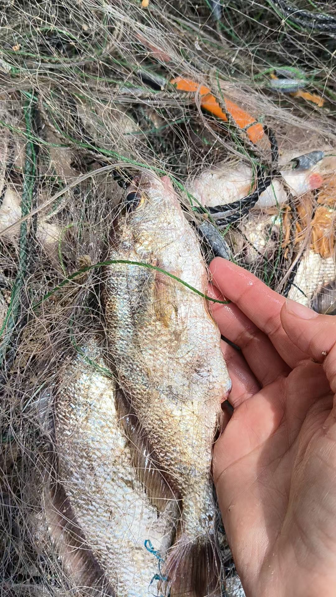 湛江水产:新鲜海钓话鱼