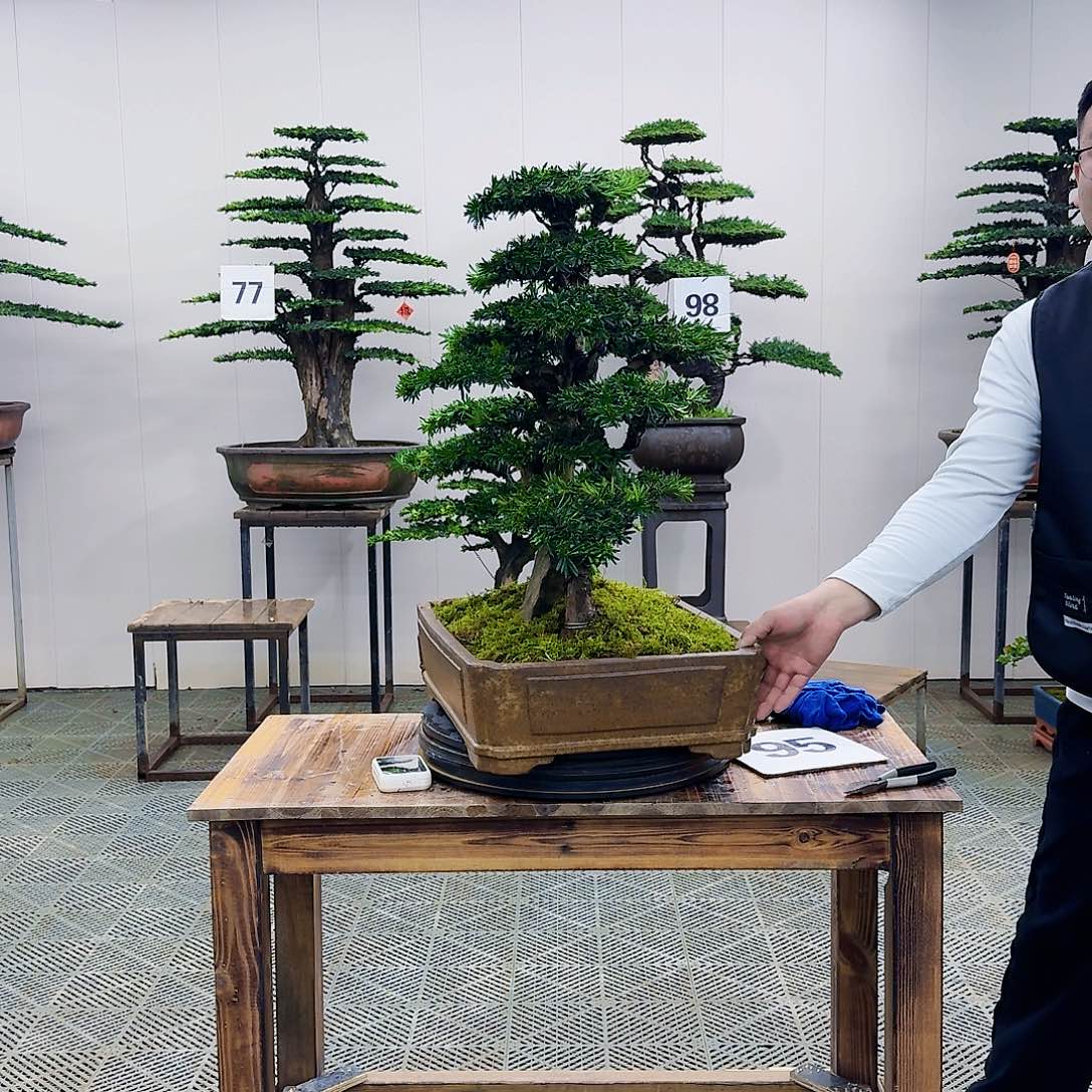 盆景米叶罗汉松盆景