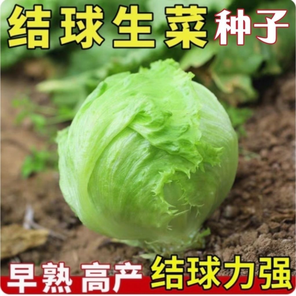结球生菜种子意大利接球生菜种籽早熟高产汉堡生菜蔬菜抗病