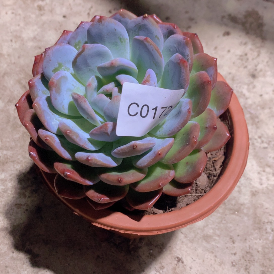 来***石完全开放橙梦露单