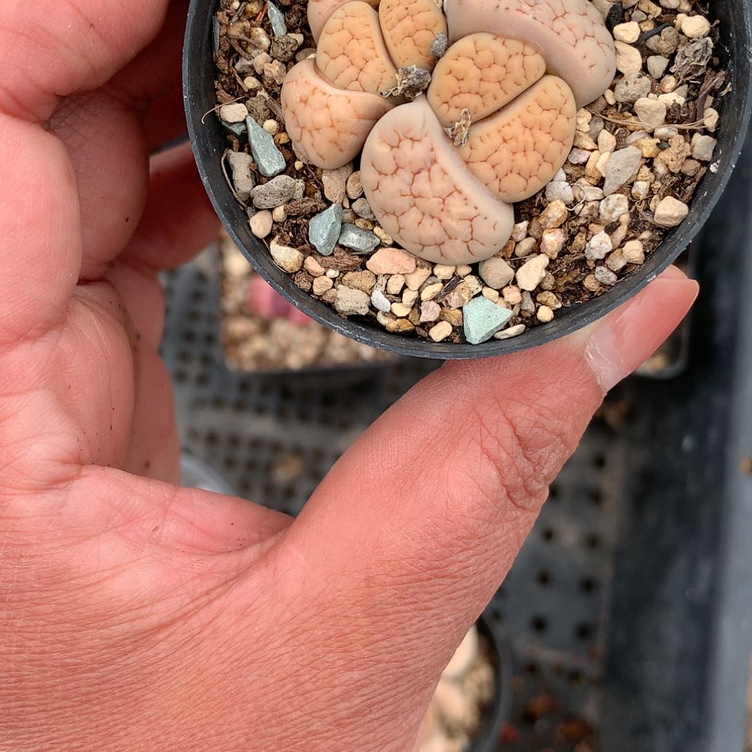 X117多肉植物保护研究所