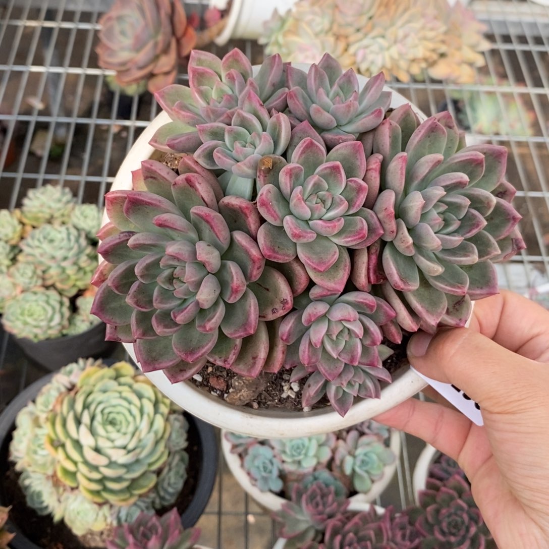 9238油漆桶一物一拍