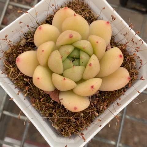 小精品单头5仙人球